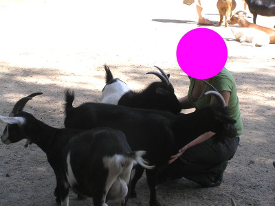 ziegen07.jpg