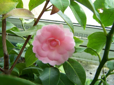 100_0984_Roschenknospchen_geoffnet__640.jpg