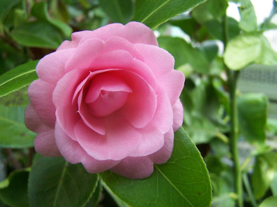 100_0986_Face____800.jpg
