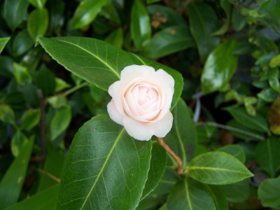 100_0987_Roschenknospe_800.jpg