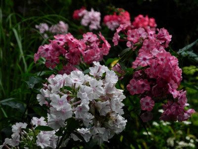 2021-08-07 Osten Phlox.JPG