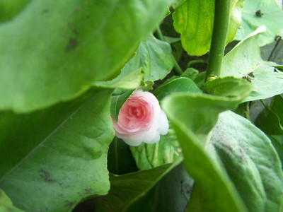 100_0988_Roschenknospchen_2__800.jpg
