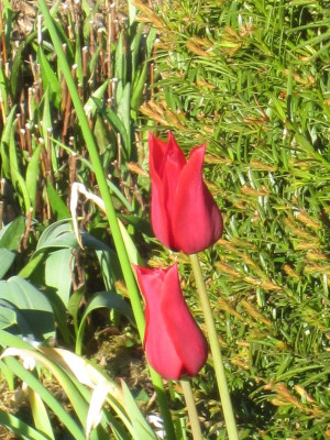 IMG_1522.JPG