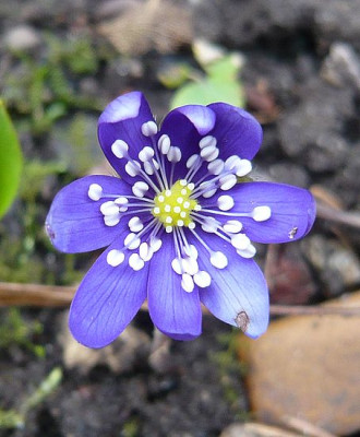 Hepatica_nobilis_fars_2008.jpg