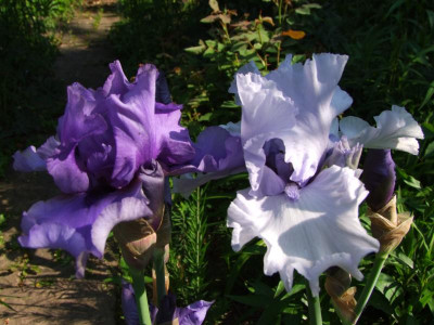 2021_0312MitteJuni0018.JPG