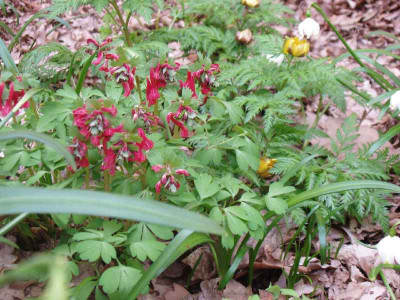 Corydalis_rot_ue.jpg