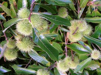 castanea_sativa_normala.jpg
