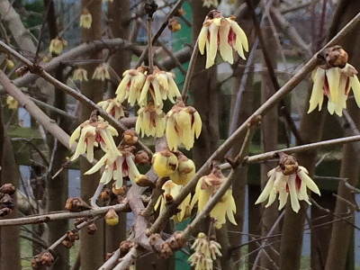2022-01-15 Chimonanthus praecox.jpg