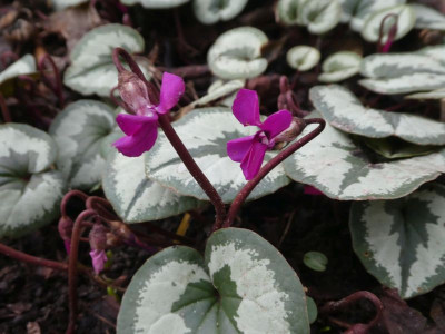 Cyclamen coum vLord 220116k.jpg