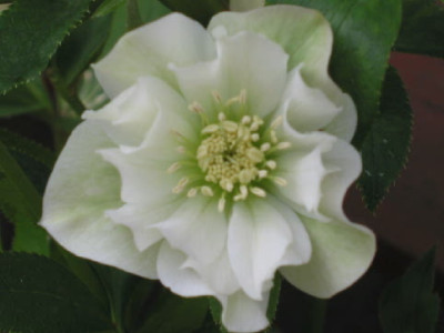 Betty_Maerz_08.jpg