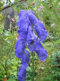 Eisenhut_1_3_1.JPG