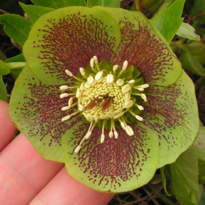 Helleborus_119.jpg