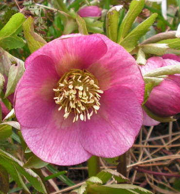 Helleborus_096.jpg
