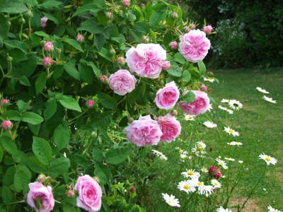 2021_0320JuniIrisRosen0242.JPG