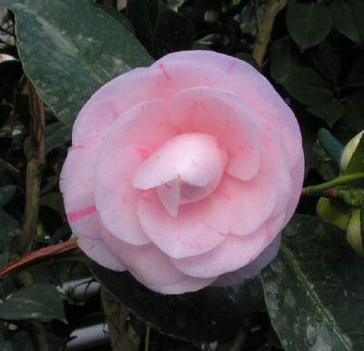 Camellia_Madoni_001.jpg