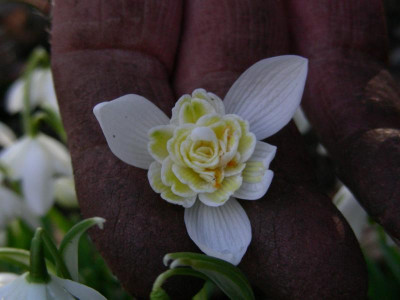 Lady Elphinstone mit Gärtnerhand DSCN5316.JPG
