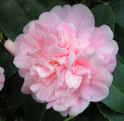 Camellia_Colombo_025.jpg