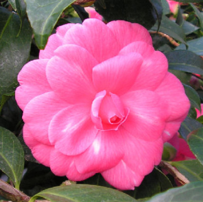 Camellia_Il_Tramonto_003.jpg