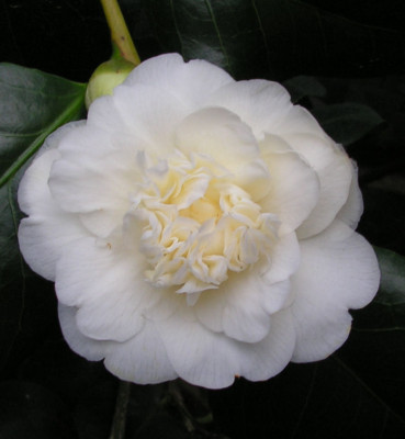 Camellia_Noblissima_039.jpg