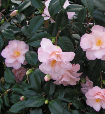 Camellia_Hagomoro_024.jpg