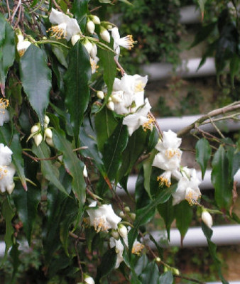 Camellia_tsai_014.jpg
