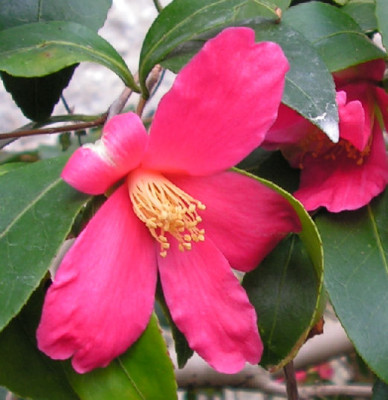 Camellia_vernalis_Sayohime_012.jpg