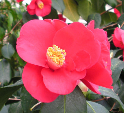 Camellia_japonica_017.jpg