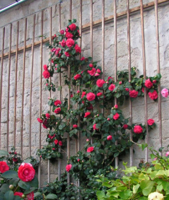 Camellia_Emma_007.jpg
