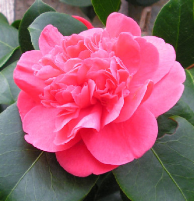 Camellia_Emma_020.jpg