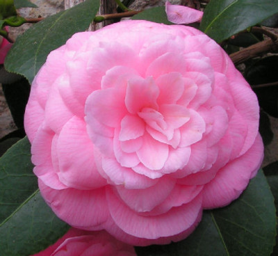 Camellia_Saccoi_019.jpg