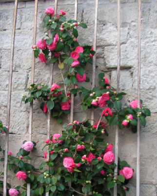 Camellia_Beaute_de_Nantes_008.jpg