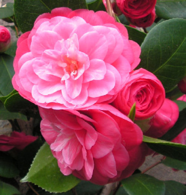 Camellia_Beaute_de_Nantes_018.jpg