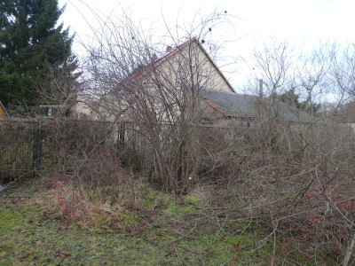 Rosenschnitt.jpg