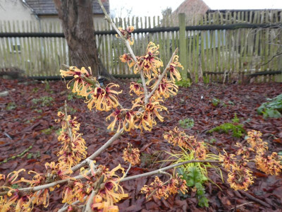Hamamelis 'Orange Peel' 220118k.jpg