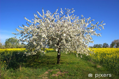 Apfelbaum.jpg