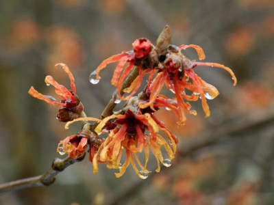 Hamamelis x intermedia 'Aphrodite' 2022-01-07 (3).JPG