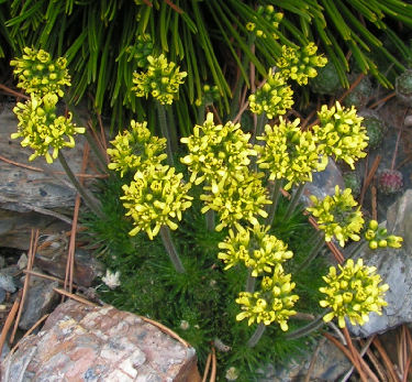 Draba_sphaerioides_124.jpg