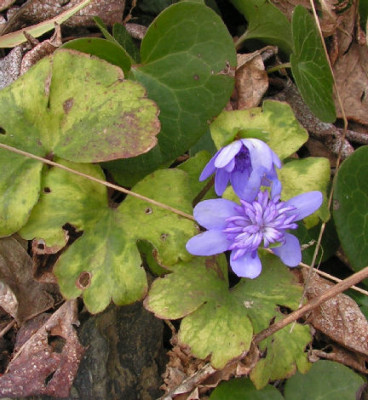 Hepatica_Elison_Spence_100.jpg