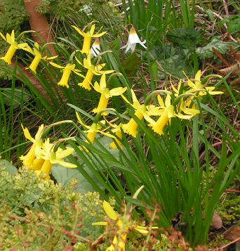 Narcissus_Wintersieger_097.jpg