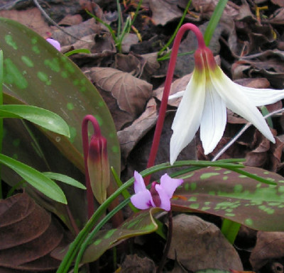 Erythronium_dens-canis_127.jpg
