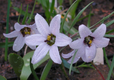 Fritillaria_stenanthera_145.jpg