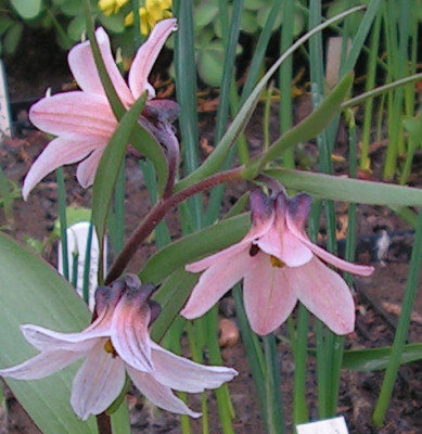 Fritillaria_stenanthera_143.jpg