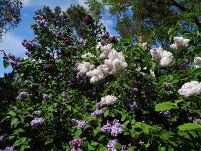 Syringa vulgaris Gruppe Norden 2019-05-10.jpg