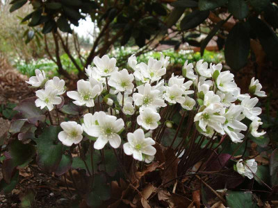 Hepatica_ue1.jpg