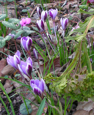 Crocus_minimus_131.jpg