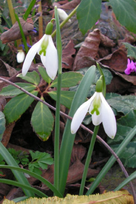 Galanthus_Curly_128.jpg