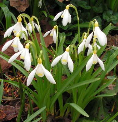 Galanthus_nivalis_Sandersii_092.jpg