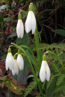 Galanthus_nivalis_091.jpg