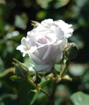 A9364a.JPG