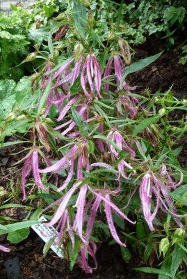 Campanula 'Pink Octopus'_P10104221.jpg